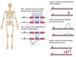 Using -omics Data to Inform Genome-wide Association Studies (GWASs) in the Osteoporosis Field